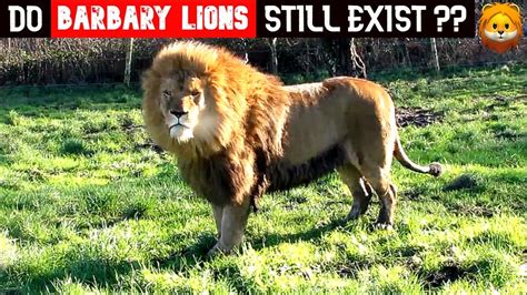 burberry lions|do barbary lions still exist.